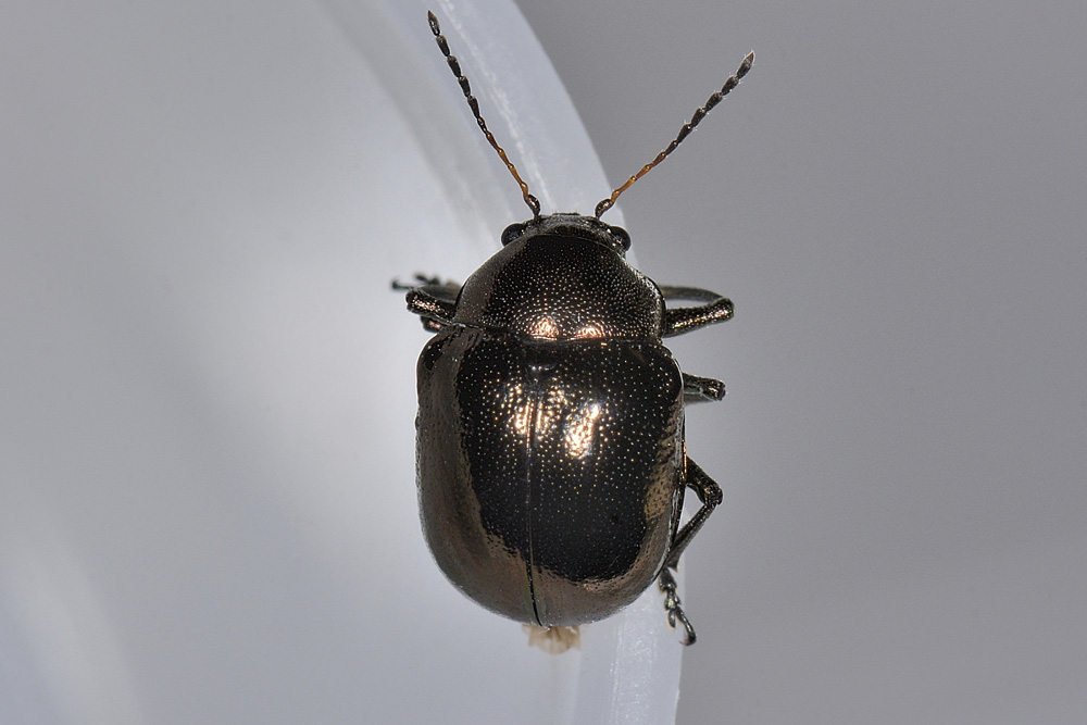 Chrysomelidae: Colasposoma dauricum